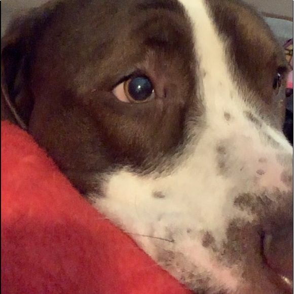 Meet your Posher, Brad - Picture 1 of 1